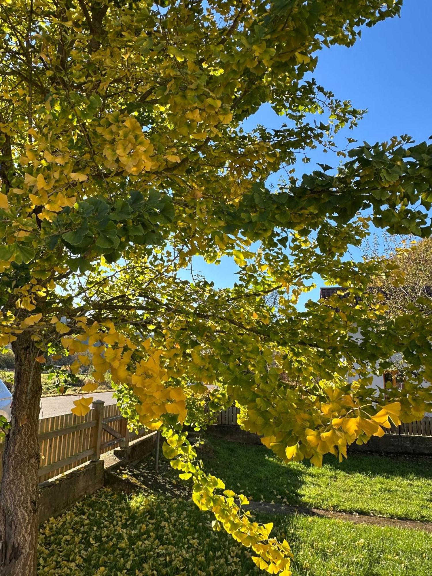 Ferienhaus Ginkgo Biloba Malsbenden Exterior foto